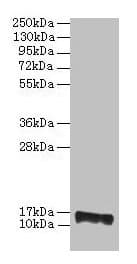 PMP2 / FABP8 Antibody