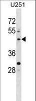 PLEKHO2 Antibody (aa102-130)