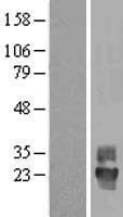 TSPAN4 Protein (Over-Expression Lysate Myc-DDK (Flag))