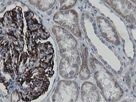 MRPS27 Antibody (clone OTI3A8)