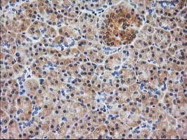 MAPRE2 / EB2 Antibody (clone OTI7A2)