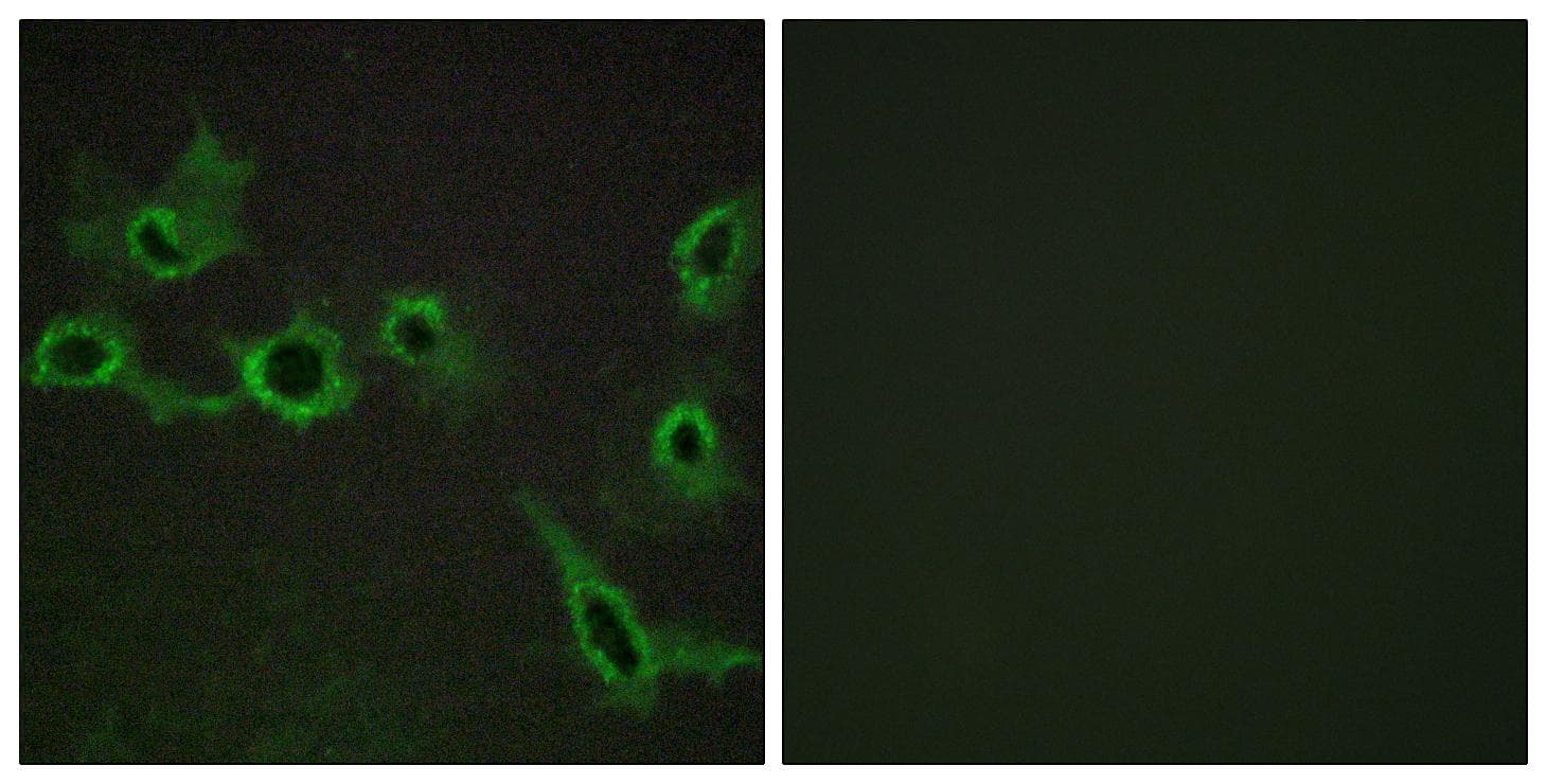 Polyclonal Rabbit anti-Human HTR7 / 5HT7 Receptor Antibody (IF)