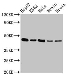 Polyclonal Rabbit anti-Human FLOT1 / Flotillin 1 Antibody (IHC, WB)