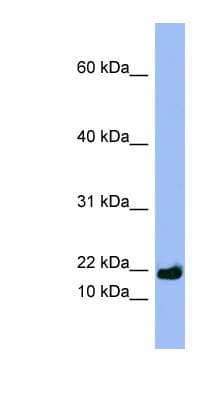 SPRR3 Antibody (aa35-84)