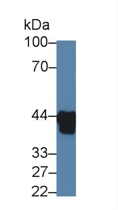 HPR Antibody (clone C1, Cy3)