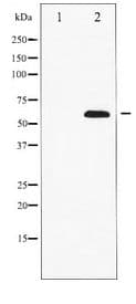 PXN / Paxillin Antibody