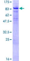 Human HBP1 Protein (Recombinant GST)