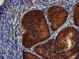 Complement C1s Antibody (clone OTI5F2)