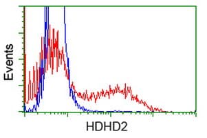 HDHD2 Antibody (clone OTI1A5)