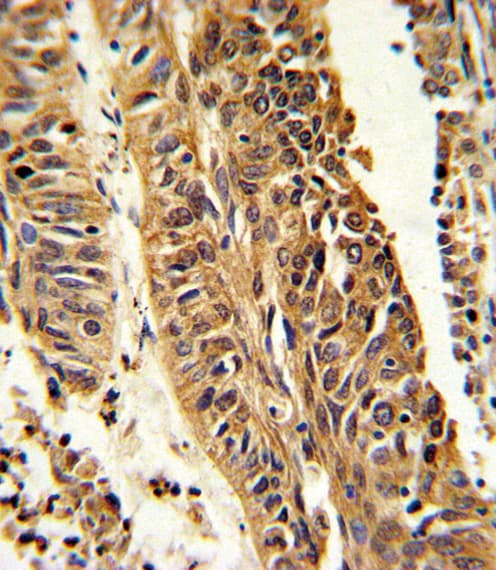 CYP4B1 Antibody (aa331-362)