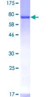 Human CYTH1 / Cytohesin-1 Protein (Recombinant GST)