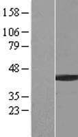 BCCIP Protein (Over-Expression Lysate Myc-DDK (Flag))