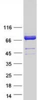 Human HSPA12A Protein (Recombinant Myc-DDK (Flag))