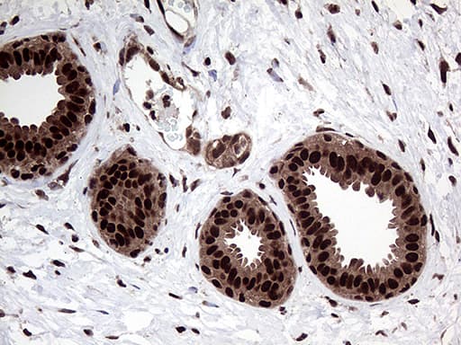 PPP4C Antibody (clone OTI2E4)