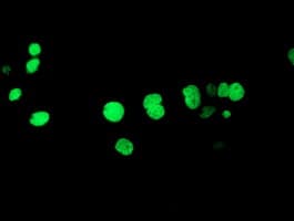 Monoclonal Mouse anti-Human HOXC11 Antibody (clone OTI3E5, IF, WB)