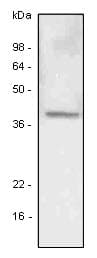 LYVE1 Antibody (aa25-236, clone 4G1)