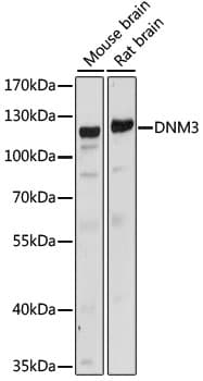 Polyclonal Rabbit anti-Human DNM3 / Dynamin 3 Antibody (WB)