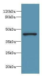 FAM105A Antibody