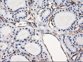 ENPEP / Aminopeptidase A Antibody (clone OTI3E7)