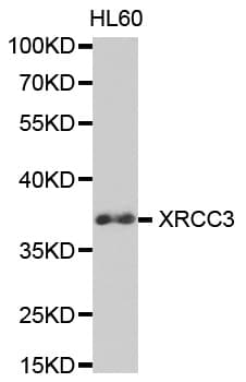 XRCC3 Antibody