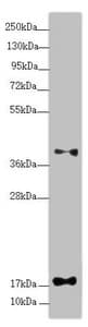 RPP25L / C9orf23 Antibody