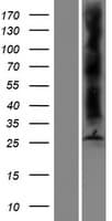 AQP8 / Aquaporin 8 Protein (Over-Expression Lysate Myc-DDK (Flag))