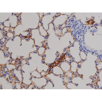 STAT6 Antibody (phospho-Thr645)