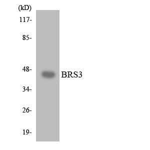 BRS3 Antibody (aa154-203)