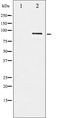 Polyclonal Rabbit anti-Human HSP90AB1 / HSP90 Alpha B1 Antibody (phospho-Ser254, IHC, IF, WB)