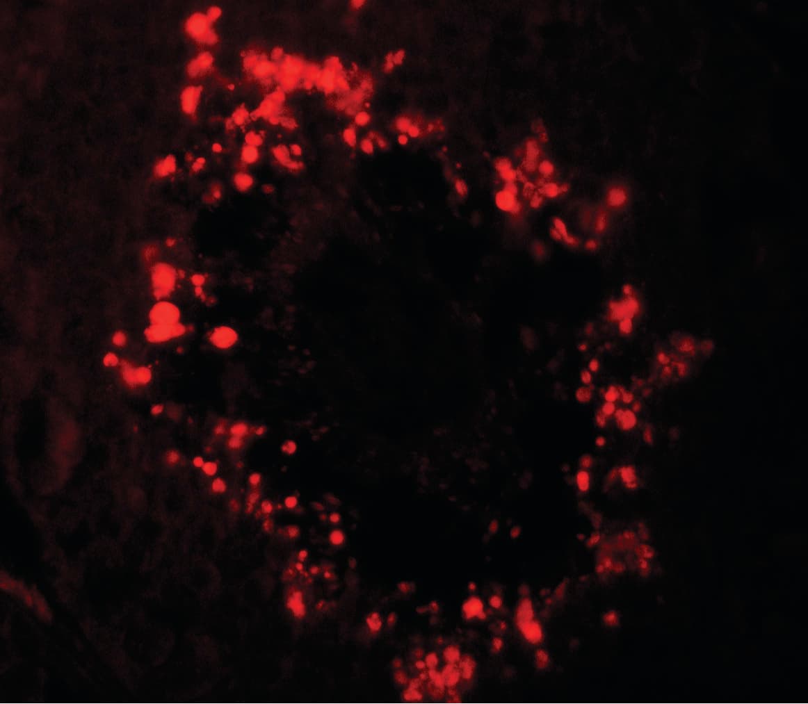 IHC-plus™ RGS22 Antibody