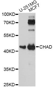 Polyclonal Rabbit anti-Human Chondroadherin / CHAD Antibody (WB)
