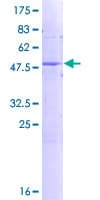 Human FKBP11 Protein (Recombinant GST)