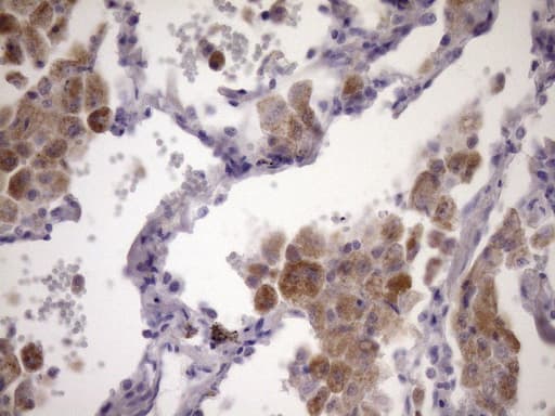PCDHGC5 Antibody (aa35-258, clone OTI2E1)