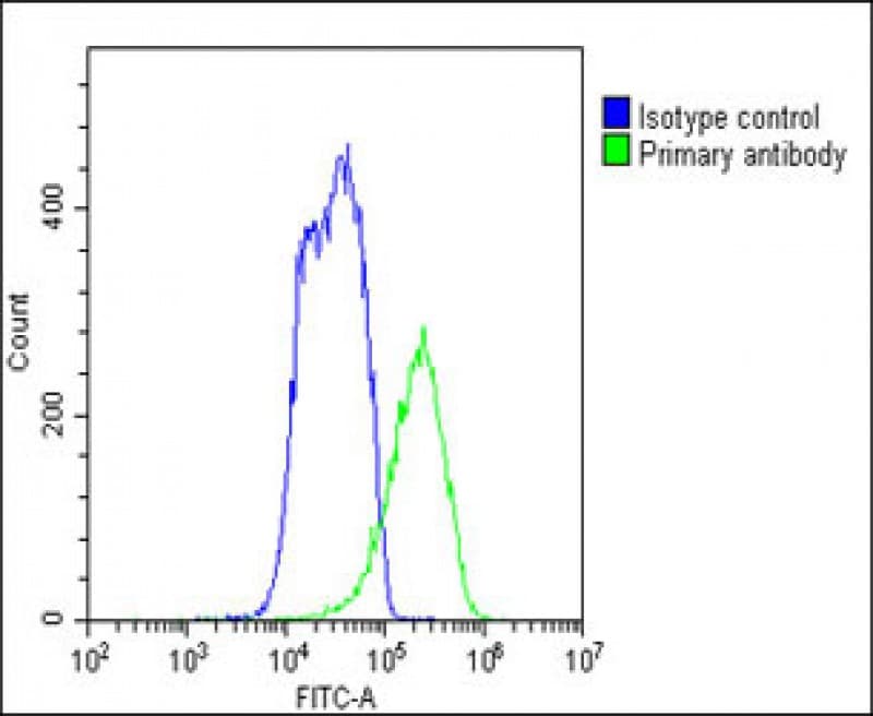 SLC7A8 / LAT2 Antibody (C-Terminus)