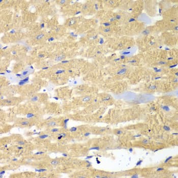 HAX-1 Antibody