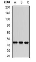 DNMT3L Antibody