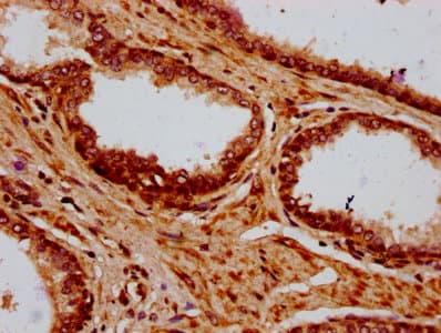 HIST1H4I Antibody