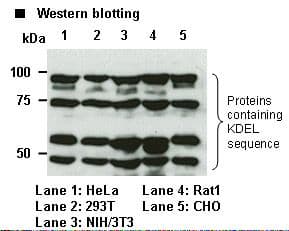 IHC-plus™ KDEL Tetrapeptide Antibody (clone 1D5)