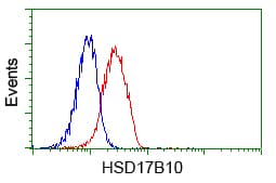 HSD17B10 / HADH2 Antibody (clone OTI10B4)