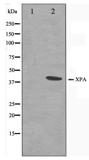 XPA Antibody