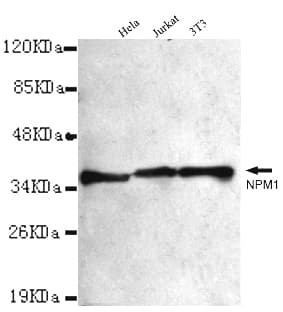 NPM1 / NPM / Nucleophosmin Antibody