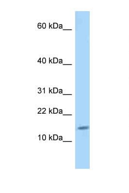 GLRX / Glutaredoxin Antibody (aa30-79)