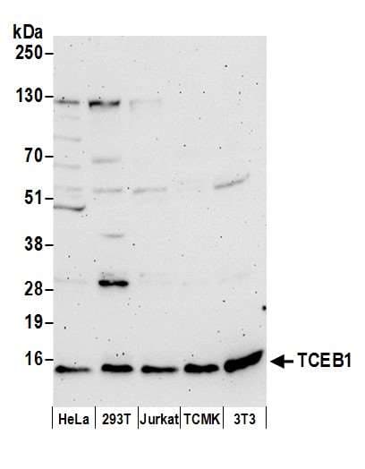 TCEB1 / Elongin C Antibody (aa1-50)
