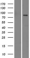 EMILIN3 Protein (Over-Expression Lysate Myc-DDK (Flag))