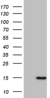 CCL5 / RANTES Antibody (clone OTI2A7)