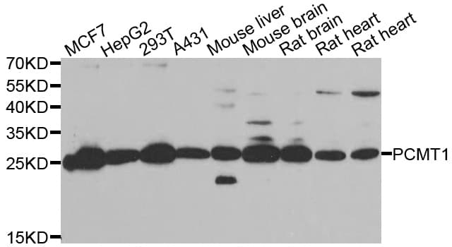PCMT1 Antibody