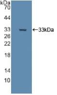 DLD / Diaphorase / E3 Antibody (aa238-466)