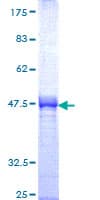 Human SOX13 Protein (Recombinant GST, N-terminus)