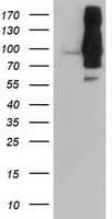 DPP9 Antibody (clone OTI4F1, Carrier-free)
