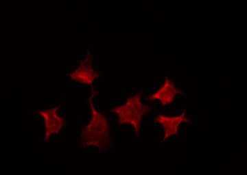 XRCC3 Antibody